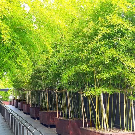 transplanting bamboo|outdoor bamboo plants for privacy.